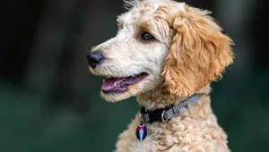A groomed dog.